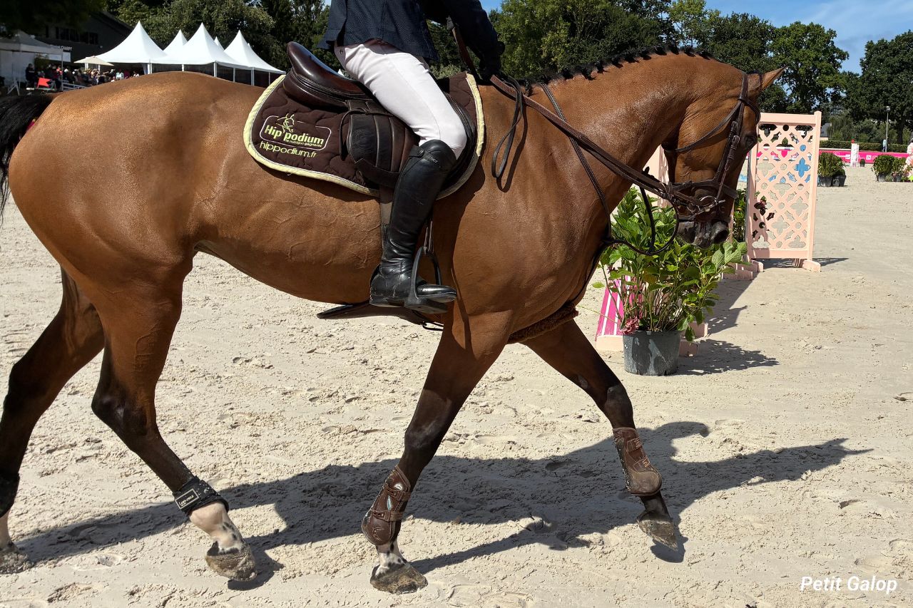 Protections de travail du cheval