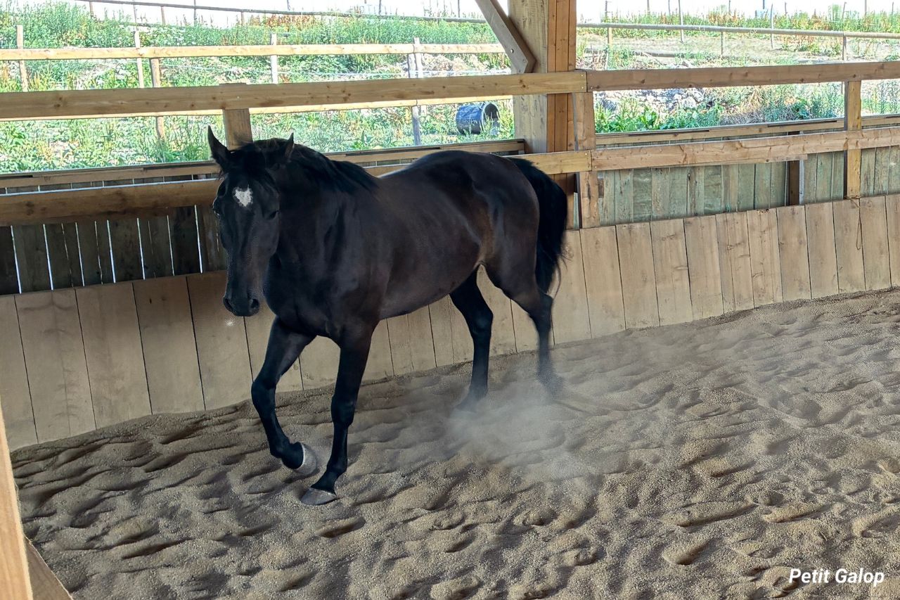 Qualité des allures du cheval