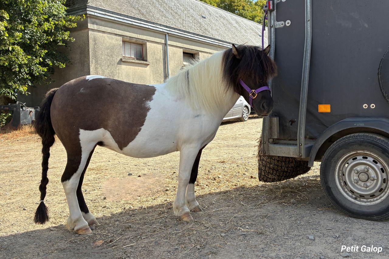 Types de chevaux